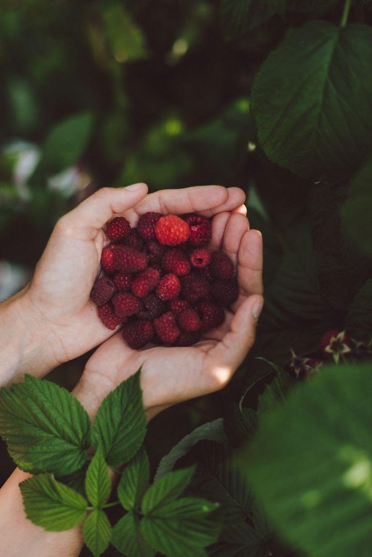 Root Revelry: Earthy Organic Vegetable Mix